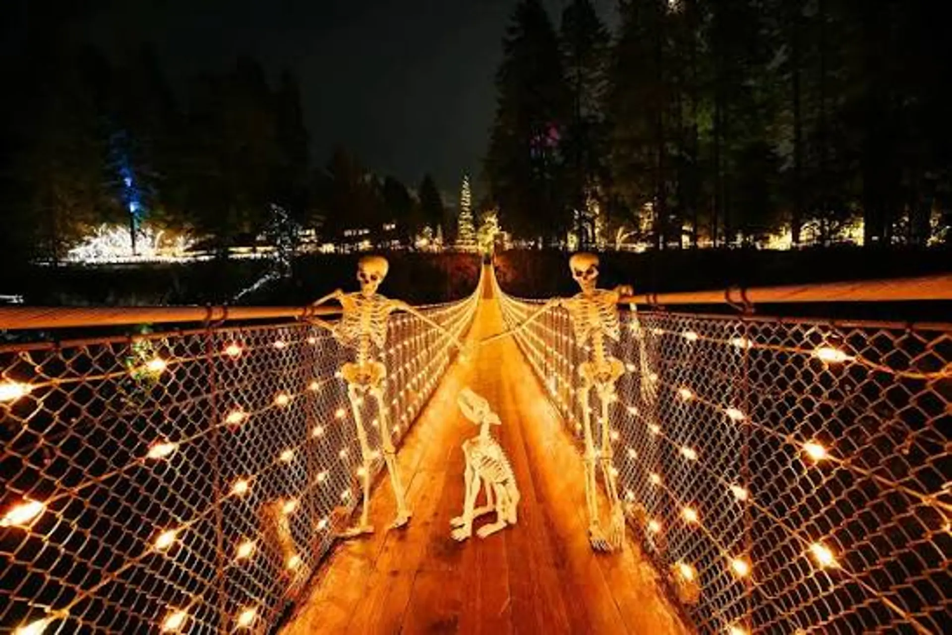 Canyon Lights 2026: 5 lý do nên khám phá Capilano từ chiều đến tối 