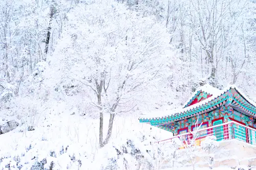 DU LỊCH HÀN QUỐC: SEOUL - NAMI - TRƯỢT TUYẾT MÙA ĐÔNG TẾT 2026 (VJ)