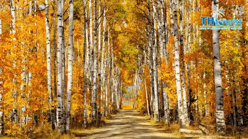 DU LỊCH NGA: SAY ĐẮM MÙA THU VÀNG XỨ SỞ BẠCH DƯƠNG 