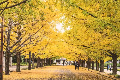 (HN) DU LỊCH HÀN QUỐC: SEOUL  - NAMI - EVERLAND 2026 (VN)