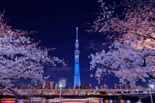 Ngắm hoa anh đào ở Tokyo - Top điểm đẹp nhất cho du khách năm 2026 