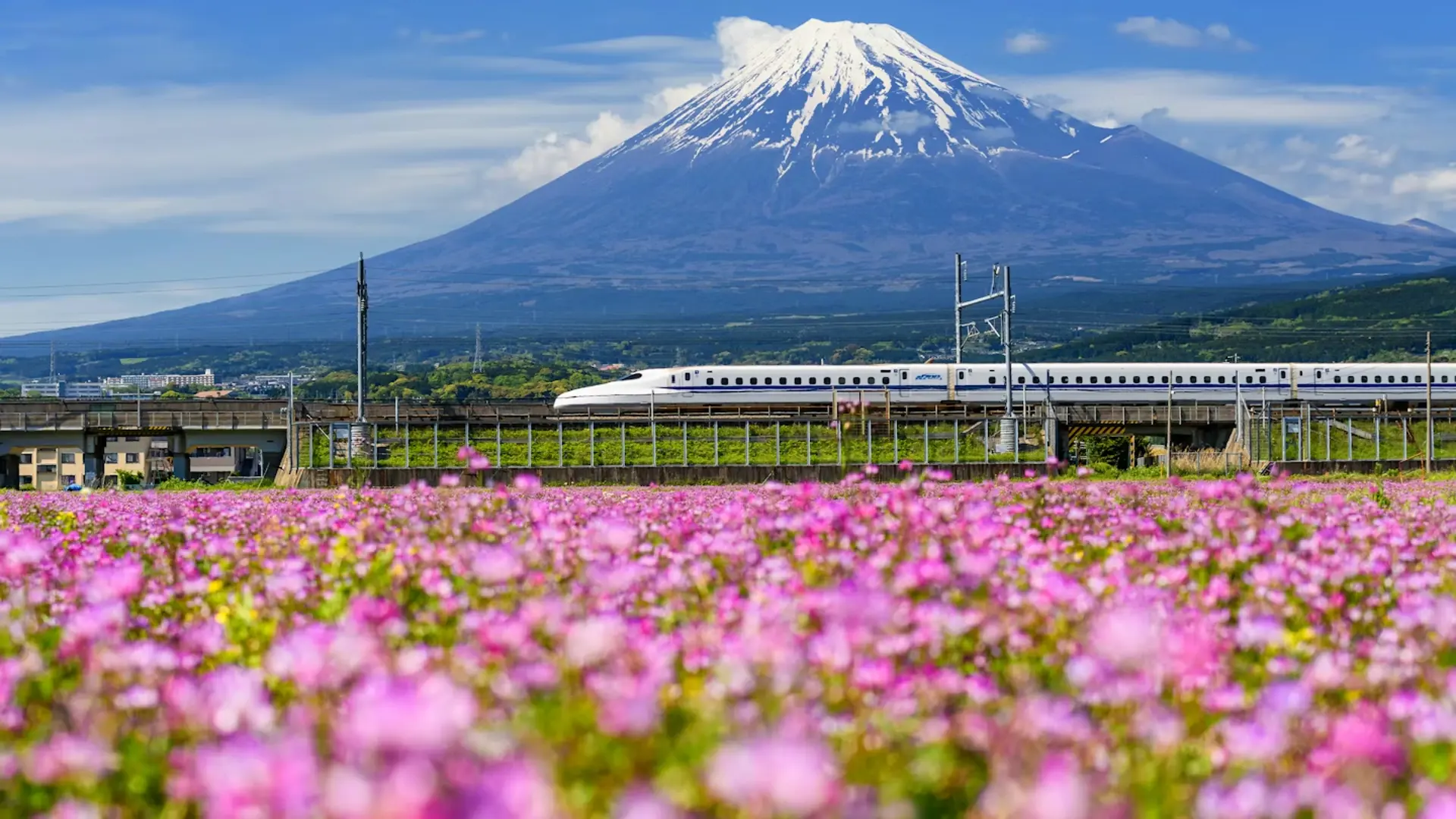 Lịch trình du lịch Nhật Bản tháng 5 -  Săn mùa hoa chi anh lãng mạn ở Nhật Bản 