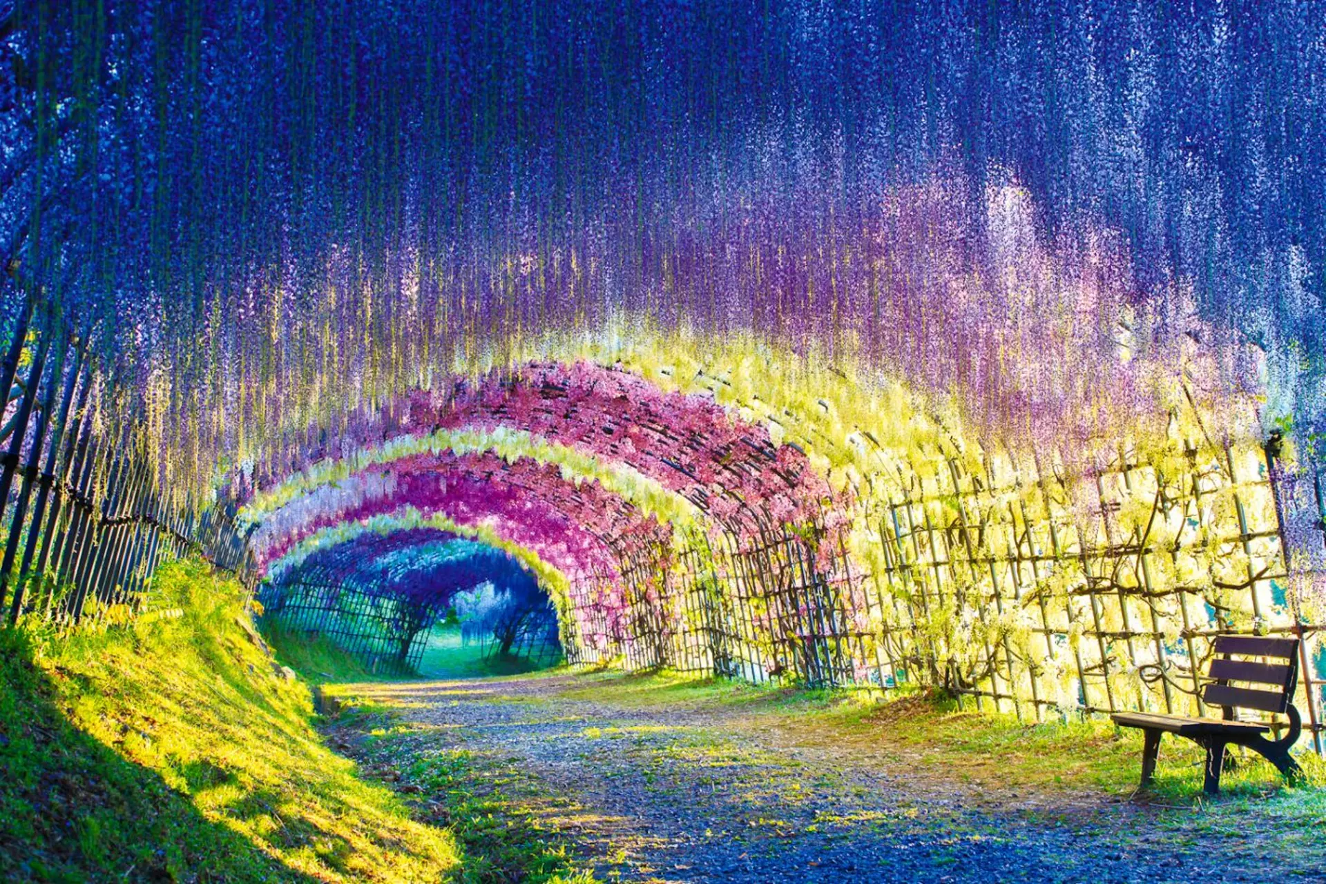 Kawachi Fuji Garden -  Điểm ngắm hoa tử đằng đẹp nhất Fukuoka 2026 