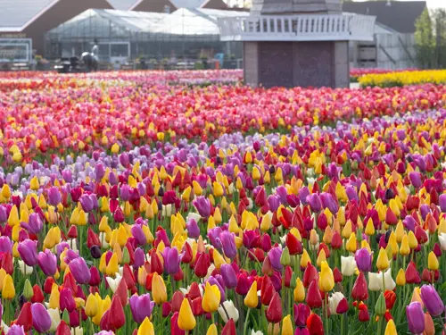 Du lịch Châu Âu mùa hoa tulip tháng 3 - 4| Hướng dẫn chi tiết từ A-Z 