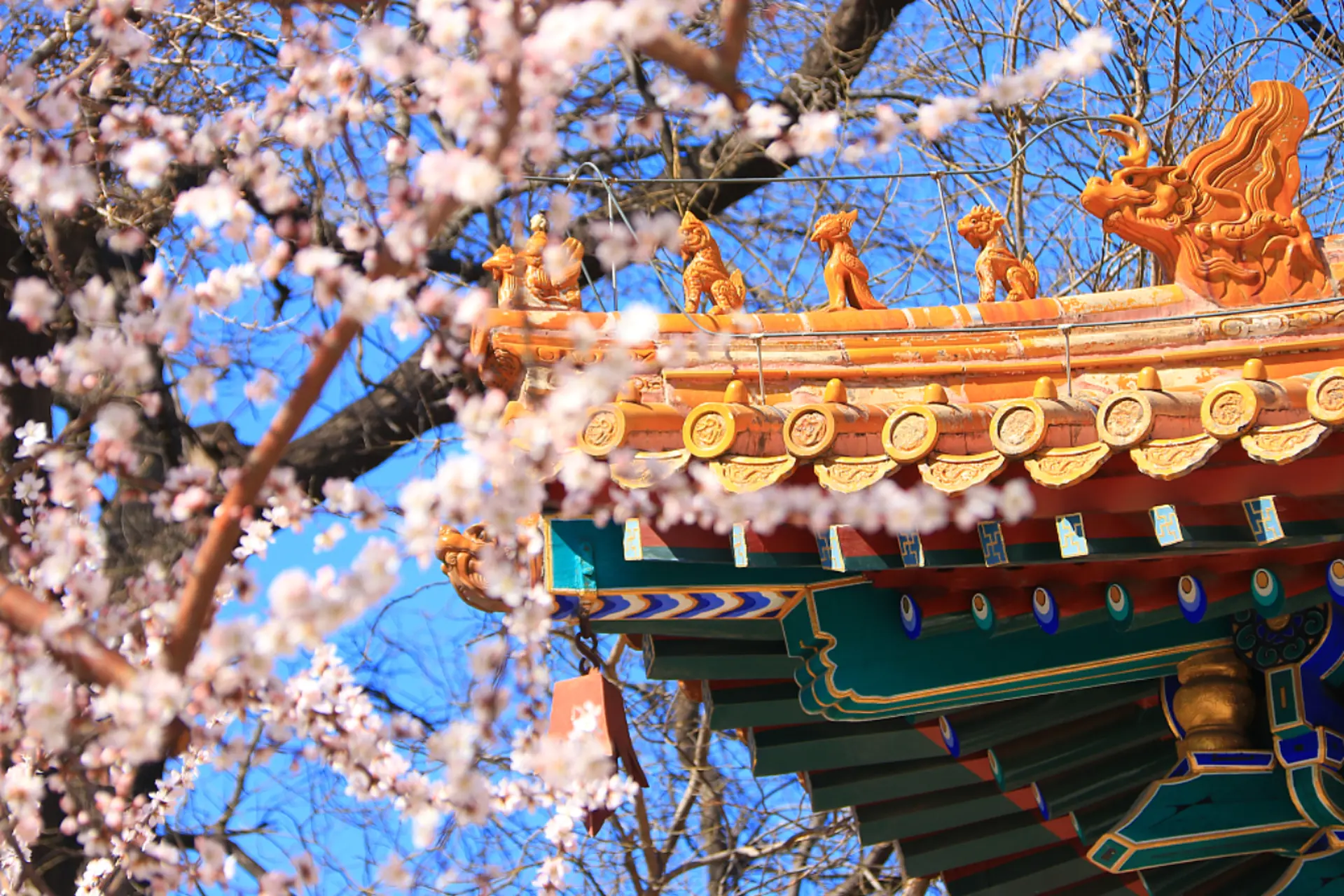 Du lịch Trung Quốc - Tin tức hoa anh đào mới nhất 2026 