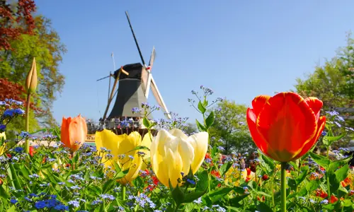 Đạp xe ngắm hoa tulip Amsterdam tháng 4 | Trải nghiệm mùa xuân Châu Âu
