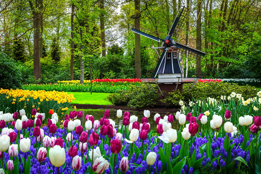 Cẩm nang du lịch Keukenhof 2026 - Gợi ý đi đúng để ngắm trọn mùa tulip Châu Âu