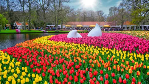 Vé Keukenhof 2026 – Hướng dẫn mua vé tiết kiệm khi du lịch Châu Âu