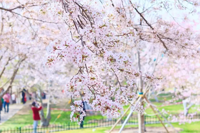 Lễ hội hoa anh đào Thanh Đảo 2026 - Sự kiện mùa xuân nổi bật nhất Trung Quốc 