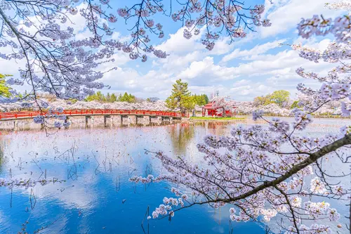Lịch hoa anh đào Nhật Bản 2026 - Thời điểm du lịch đẹp nhất Nhật Bản mùa xuân