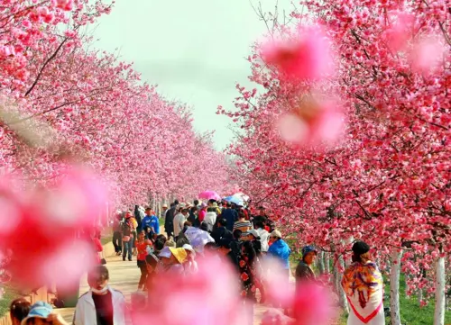 Y Lương mùa hoa anh đào - Điểm ngắm hoa đẹp nhất Vân Nam tháng 3