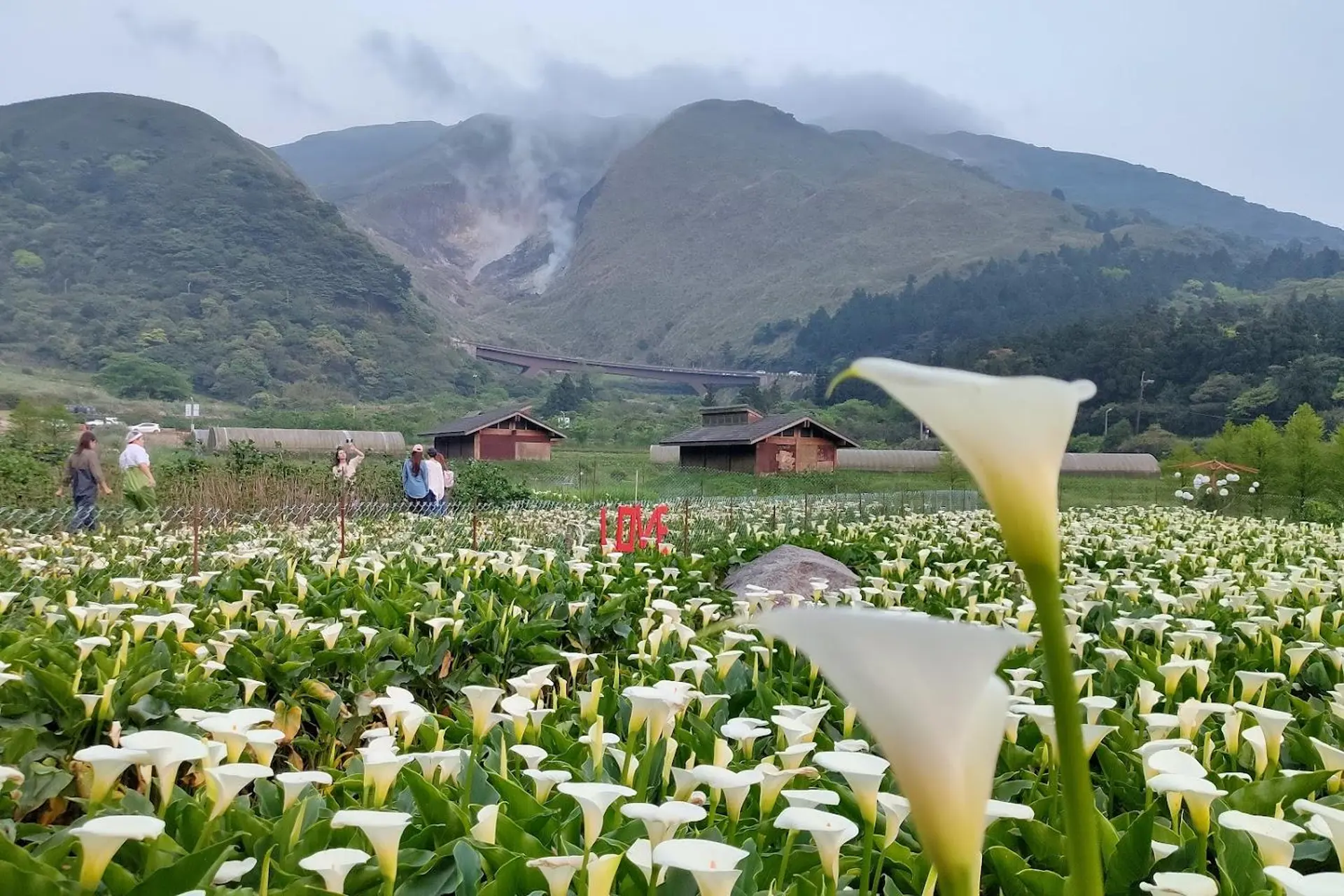 Hoa loa kèn Đài Loan nở khi nào? Kinh nghiệm ngắm hoa đẹp nhất năm 2026 