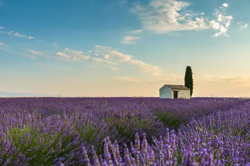 Cánh đồng lavender Thổ Nhĩ Kỳ - Điểm hẹn mùa hè 2026 mới nhất 
