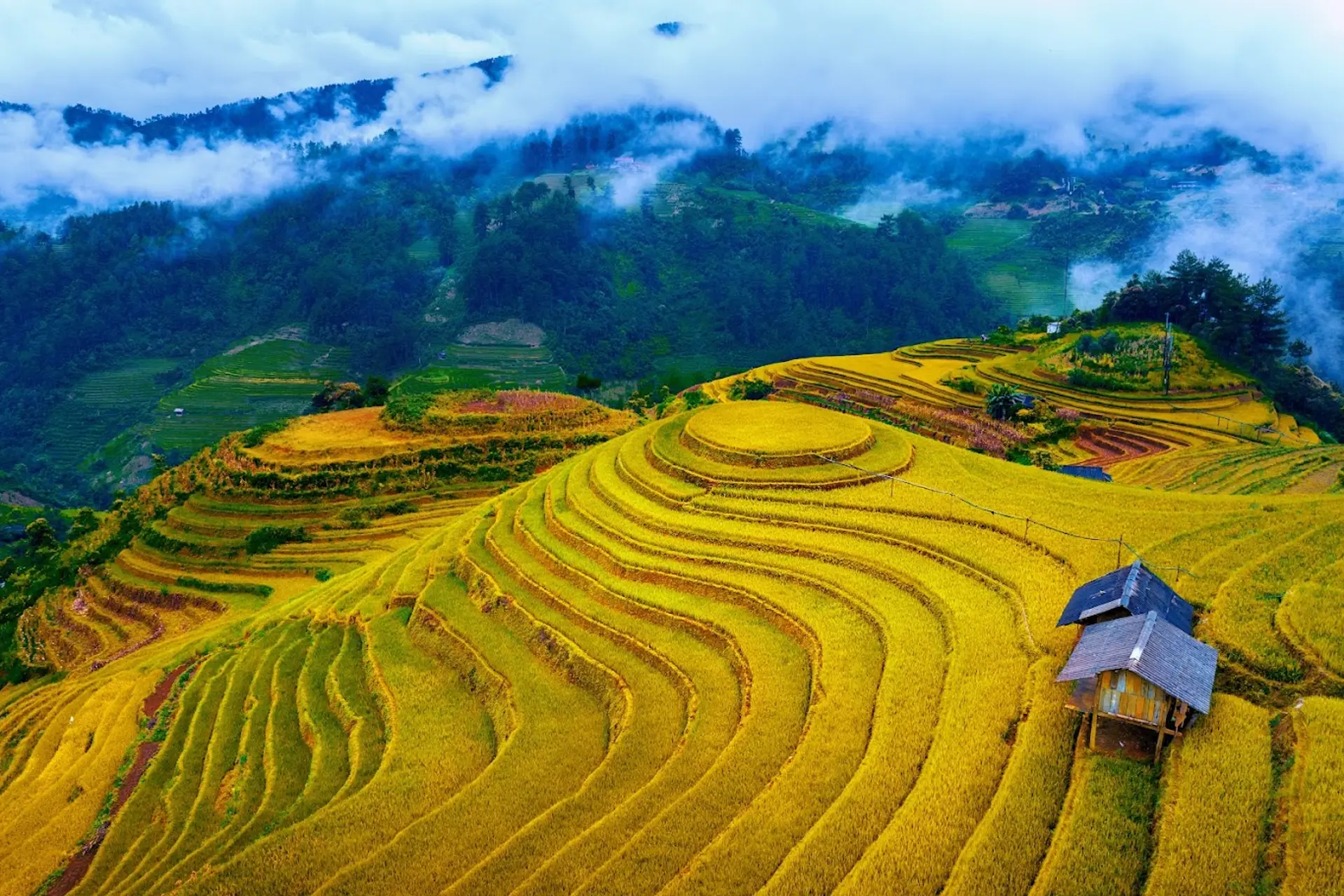 Ngắm lúa chín Sa Pa ở đâu? 5 bản đẹp ngoài Cát Cát