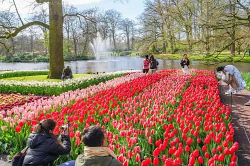 Mùa Hoa Tulip Hà Lan 2025: Đi Đâu, Làm Gì Và Trải Nghiệm Gì Thú Vị?