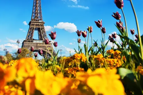 Cách Săn Vé Máy Bay Giá Rẻ Đi Châu Âu Mùa Hoa Tulip 2025 – Tiết Kiệm Tối Đa