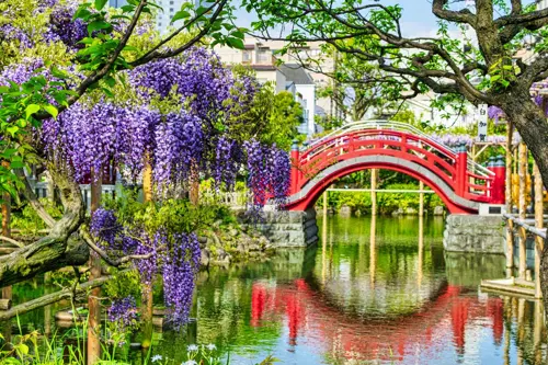Mùa Hoa Tử Đằng Nhật Bản: Trải Nghiệm Sắc Màu Và Vẻ Đẹp Thiên Nhiên Độc Đáo