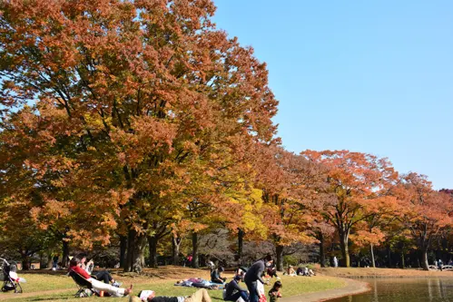 Du lịch Tokyo mùa thu: Trải nghiệm thiên nhiên rực rỡ và văn hóa độc đáo!