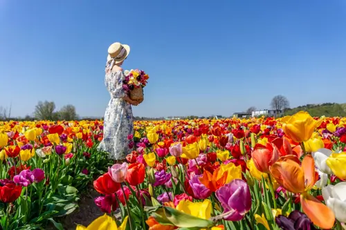 5 Tips Check-in Sống Ảo Đẹp Nhất Tại Vườn Hoa Keukenhof 2025