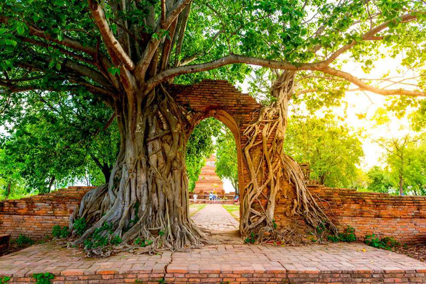 Wat Phra Ngam – Hành trình khám phá chùa vàng bí ẩn ít du khách đặt chân tới ở Thái Lan