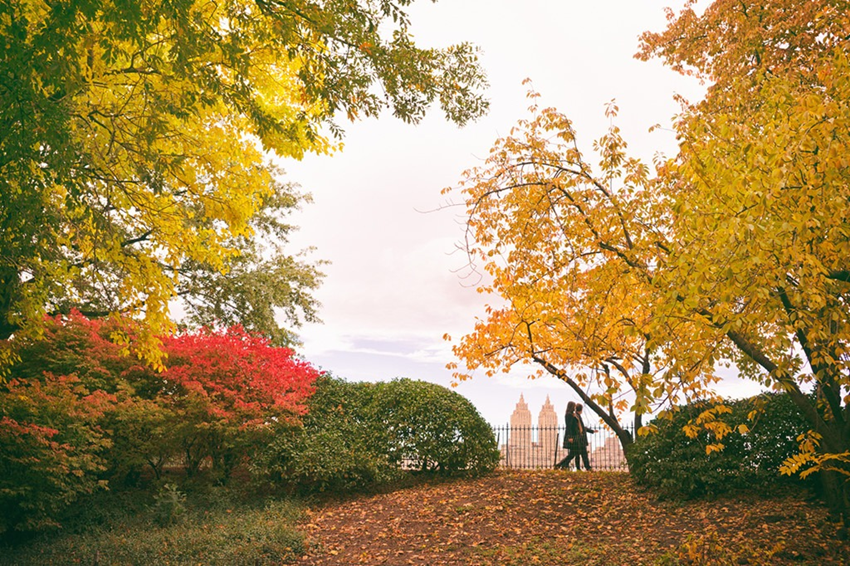 Central Park Mùa Thu – Bức Tranh Lá Vàng Giữa Lòng Thành Phố New York