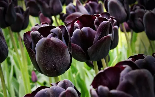 Mùa Hoa Tulip Hà Lan 2025: Bí Ẩn & Ý Nghĩa Hoa Tulip Đen Có Thể Bạn Chưa Biết