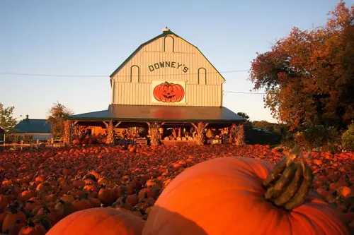 Lễ hội bí ngô Ontario 2025 | Trải nghiệm Halloween mùa thu Canada