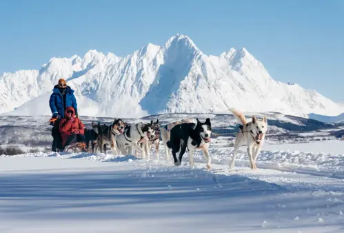 Dog sled trải nghiệm Bắc Âu – Chuyến phiêu lưu mùa đông kỳ diệu cùng đàn husky