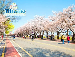 DU LỊCH HÀN QUỐC:  SEOUL -  NAMI - EVERLAND - CÔNG VIÊN YOUIDO (28/03/2019)