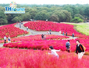 DU LỊCH NHẬT BẢN: NARITA – HAKONE – TOKYO - YAMANASHI - FUJI – NARITA (19/10) 