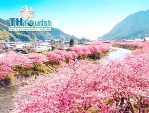 DU LỊCH NHẬT BẢN: NARITA - YAMANASHI - TOKYO  (Mùa Hoa Tháng 3, 4 )